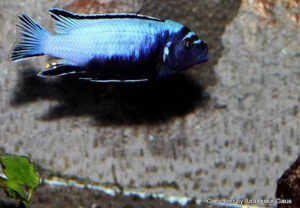 Metriaclima koningsi